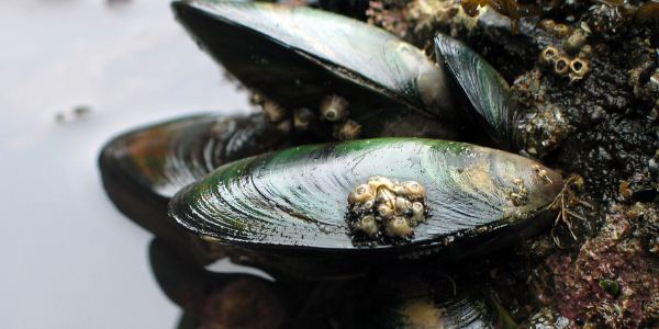 mussels health benefits